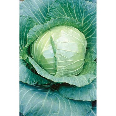 Cabbage, Early Flat Dutch 1/2oz — photo 1 of 2