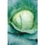 Cabbage, Early Flat Dutch 1/2oz — thumbnail 1 of 2
