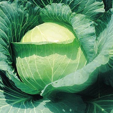 Cabbage, Early Round Dutch 1/2oz — photo 1 of 2