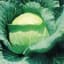 Cabbage, Early Round Dutch 1/2oz — thumbnail 1 of 2