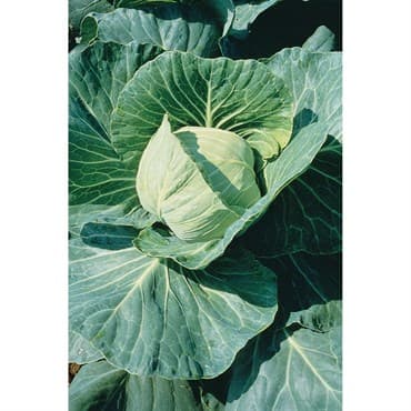 Cabbage, Late Flat Dutch 1/2oz — photo 1 of 2