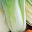 Cabbage, Michihili Chinese 1/2oz — thumbnail 1 of 2