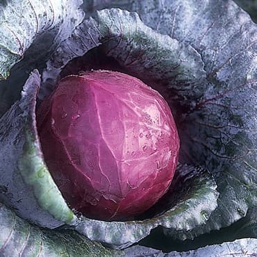 Cabbage, Red Acre 1/2oz — photo 1 of 2