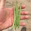 Beans, Strike Bush Treated 50lb — thumbnail 1 of 2
