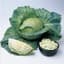 Cabbage, Wisconsin All Season 1/2oz — thumbnail 1 of 2
