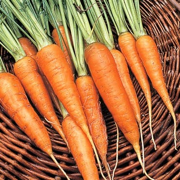 Carrot, Chantenay 1lb — photo 1 of 2