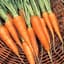 Carrot, Chantenay 1/2oz — thumbnail 1 of 2