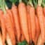 Carrot, Danver Half Long 1/2oz — thumbnail 1 of 2