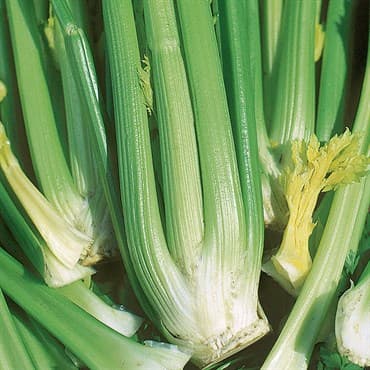Celery, Golden Self Blanching 1/2oz — photo 1 of 2