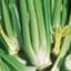 Celery, Golden Self Blanching 1/2oz — thumbnail 1 of 2