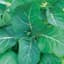 COLLARDS, GEORGIA 50# — thumbnail 1 of 2
