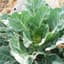Collards, Vates 4oz — thumbnail 1 of 2