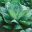 Collards, Morris Heading 4oz — thumbnail 1 of 2