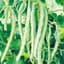 Beans, Blue Lake Fm1 Pole 1/2lb — thumbnail 1 of 2
