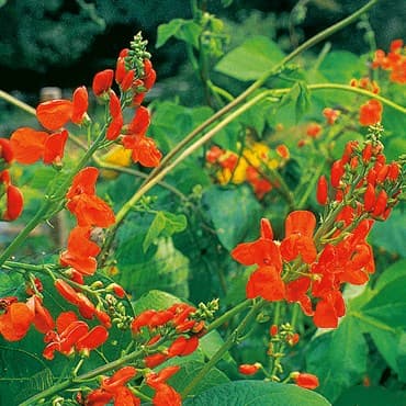 Beans, Scarlet Runner Pole 1/2lb — photo 1 of 2