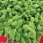 Cress, Upland 1lb — thumbnail 1 of 2