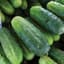 Cucumber, Bush Pickle 1/2oz — thumbnail 1 of 2