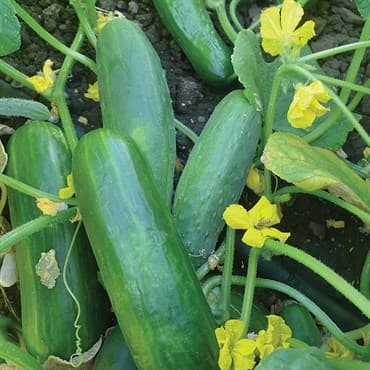 Cucumber, Dasher II 1/2oz — photo 1 of 2