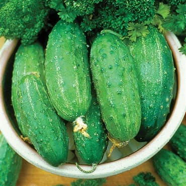 Cucumber, Smr58 1lb — photo 1 of 2