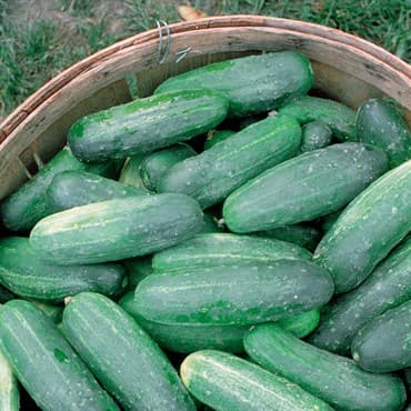 Cucumber, Improved Long Green 1lb — photo 1 of 2
