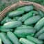 Cucumber, Improved Long Green 1lb — thumbnail 1 of 2