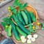 Cucumber, Poinsett 76 1/2oz — thumbnail 1 of 2