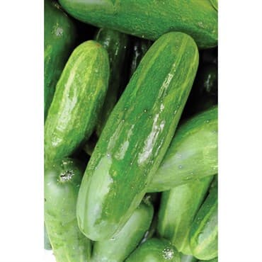 Cucumber, White Spine 1/2oz — photo 1 of 2