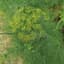 Dill, Long Island 1/2oz — thumbnail 1 of 2