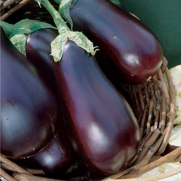 Eggplant, Black Beauty 1/2oz — photo 1 of 2