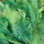Endive, Broad Leaf Batavian 1/2oz — thumbnail 1 of 2