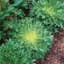 Endive, Green Curled Ruffic 1/2lb — thumbnail 1 of 2