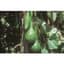 Gourds, Dipper Long Handle 1/2oz — thumbnail 1 of 2