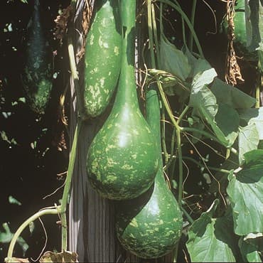 GOURDS, DIPPER 50# — photo 1 of 2