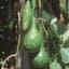 GOURDS, DIPPER 50# — thumbnail 1 of 2