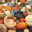 GOURD, MIXED LARGE SMALL              LBS — thumbnail 1 of 2