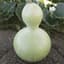 Gourds, Birdhouse - 1lb — thumbnail 1 of 2