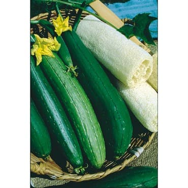 Gourds, Luffa 1/2oz — photo 1 of 2