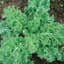 Kale, Early Curled Siberian 1/2oz — thumbnail 1 of 2