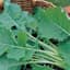 Kale, Tall Spring 1lb — thumbnail 1 of 2