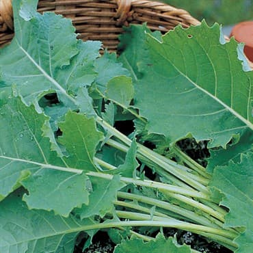 Kale, Tall Spring 1/2oz — photo 1 of 2