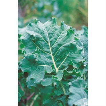 Kale, Premier 1lb — photo 1 of 2