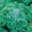 Kale, Vates Blue Curled Scotch 1/2oz — thumbnail 1 of 2