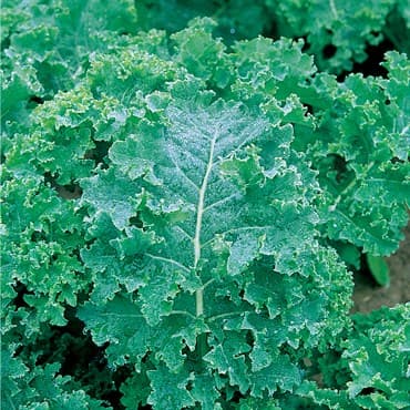 KALE, VATES BLUE CURLED SCOTCH 50# — photo 1 of 2