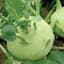Kohlrabi, Early White Vienna 1lb — thumbnail 1 of 2
