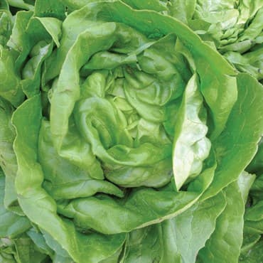 Lettuce, Bibb 1/2oz — photo 1 of 2