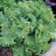 Lettuce, Black Seeded Simpson 1/2oz — thumbnail 1 of 2