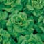 Lettuce, Buttercrunch 1/2oz — thumbnail 1 of 2