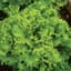 Lettuce, Grand Rapids 1/2lb — thumbnail 1 of 2
