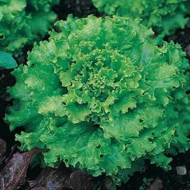 Lettuce, Great Lakes Premier 1/2lb — photo 1 of 2