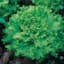 Lettuce, Great Lakes Premier 1/2oz — thumbnail 1 of 2